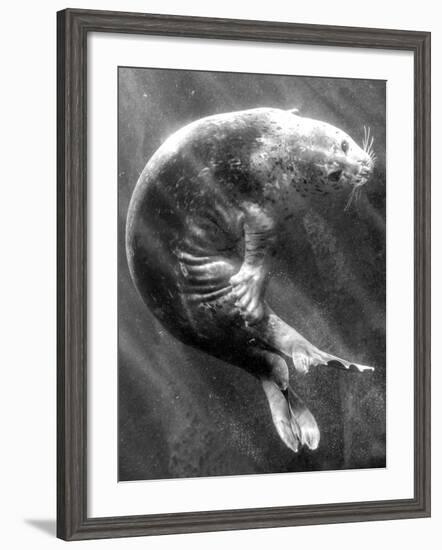 A Sea Lion Underwater with Sunlight Streaming Through-Don Mennig-Framed Photographic Print