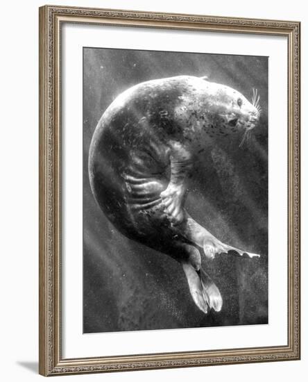 A Sea Lion Underwater with Sunlight Streaming Through-Don Mennig-Framed Photographic Print