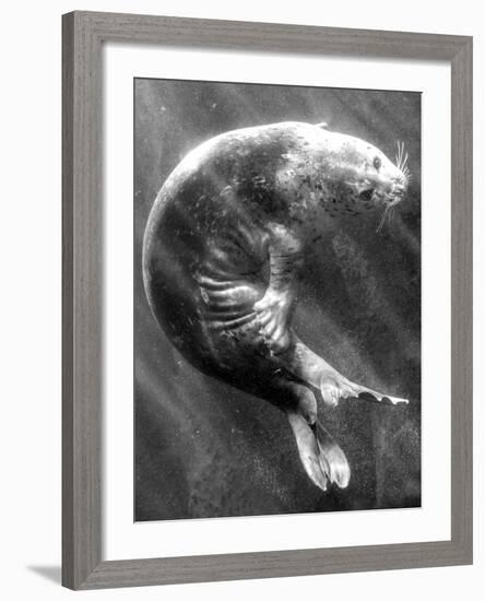 A Sea Lion Underwater with Sunlight Streaming Through-Don Mennig-Framed Photographic Print