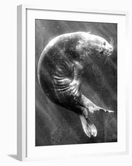 A Sea Lion Underwater with Sunlight Streaming Through-Don Mennig-Framed Photographic Print