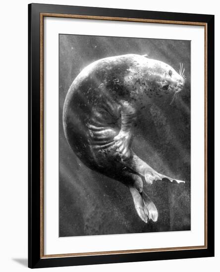 A Sea Lion Underwater with Sunlight Streaming Through-Don Mennig-Framed Photographic Print