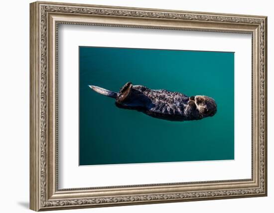 A sea otter is floating on its back, Seward. Alaska-null-Framed Photographic Print