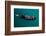 A sea otter is floating on its back, Seward. Alaska-null-Framed Photographic Print