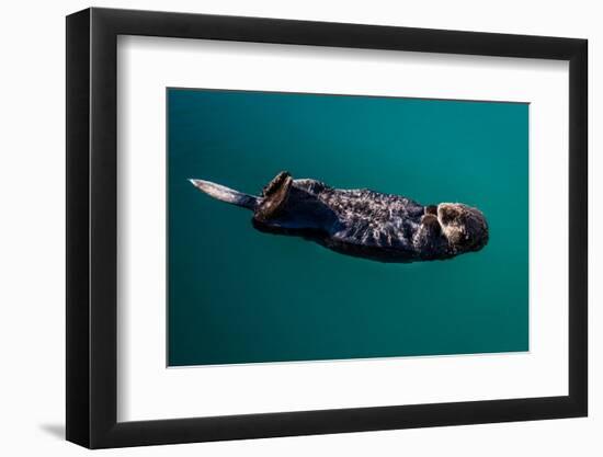 A sea otter is floating on its back, Seward. Alaska-null-Framed Photographic Print