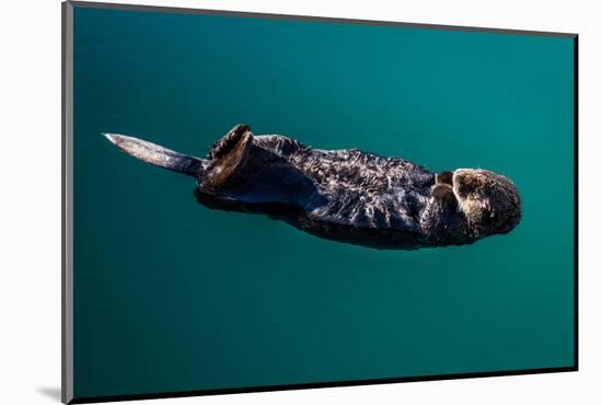 A sea otter is floating on its back, Seward. Alaska-null-Mounted Photographic Print