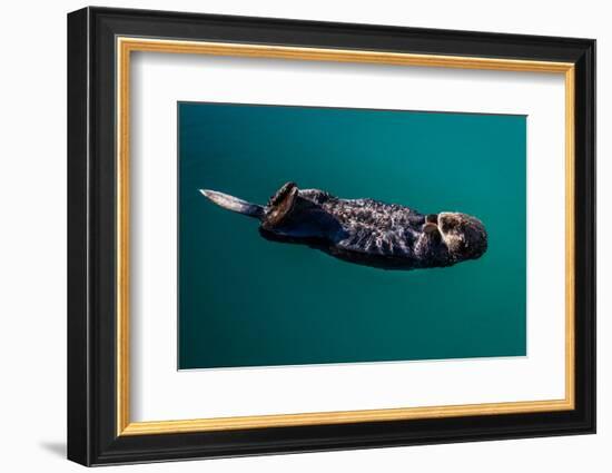 A sea otter is floating on its back, Seward. Alaska-null-Framed Photographic Print