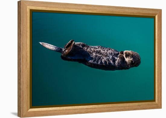 A sea otter is floating on its back, Seward. Alaska-null-Framed Premier Image Canvas