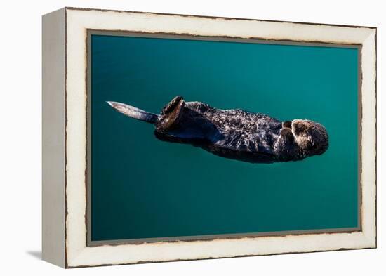 A sea otter is floating on its back, Seward. Alaska-null-Framed Premier Image Canvas