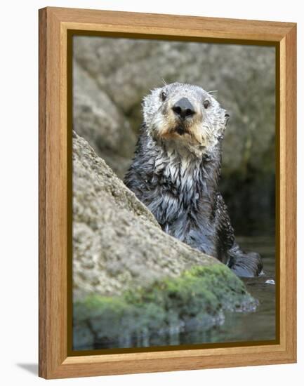 A Sea Otter Looks out from Behind a Rock-null-Framed Premier Image Canvas