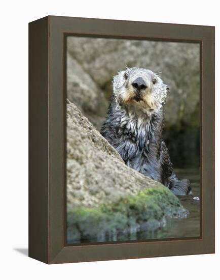 A Sea Otter Looks out from Behind a Rock-null-Framed Premier Image Canvas