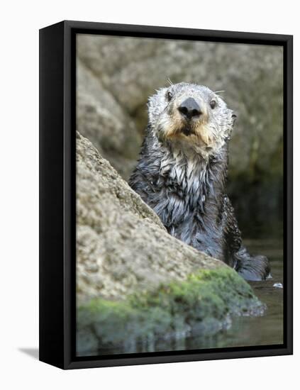 A Sea Otter Looks out from Behind a Rock-null-Framed Premier Image Canvas