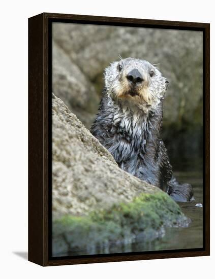 A Sea Otter Looks out from Behind a Rock-null-Framed Premier Image Canvas