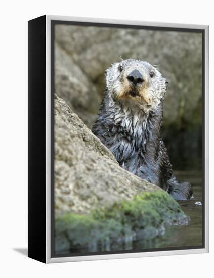 A Sea Otter Looks out from Behind a Rock-null-Framed Premier Image Canvas