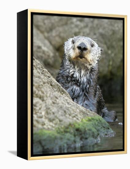 A Sea Otter Looks out from Behind a Rock-null-Framed Premier Image Canvas