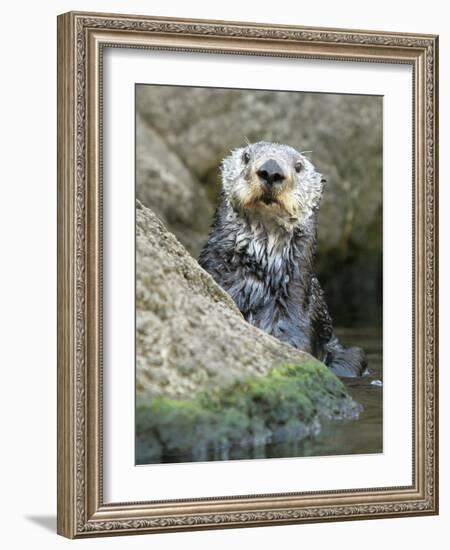 A Sea Otter Looks out from Behind a Rock-null-Framed Photographic Print