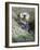 A Sea Otter Looks out from Behind a Rock-null-Framed Photographic Print