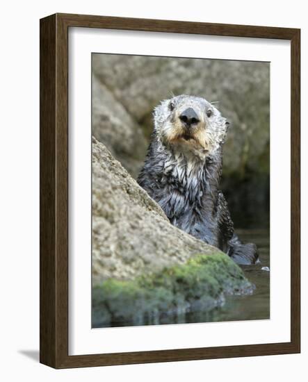 A Sea Otter Looks out from Behind a Rock-null-Framed Photographic Print