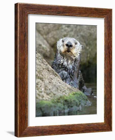 A Sea Otter Looks out from Behind a Rock-null-Framed Photographic Print