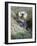 A Sea Otter Looks out from Behind a Rock-null-Framed Photographic Print