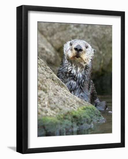 A Sea Otter Looks out from Behind a Rock-null-Framed Photographic Print