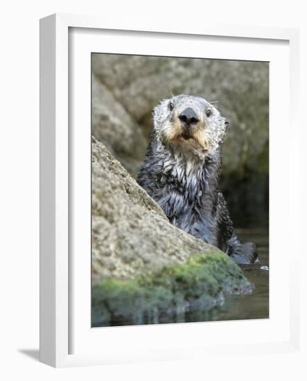 A Sea Otter Looks out from Behind a Rock-null-Framed Photographic Print