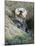A Sea Otter Looks out from Behind a Rock-null-Mounted Photographic Print