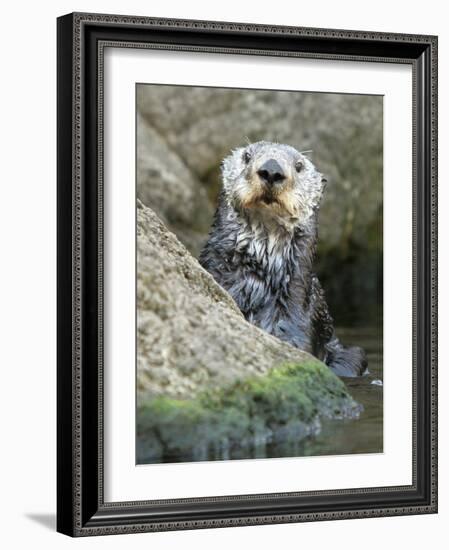 A Sea Otter Looks out from Behind a Rock-null-Framed Photographic Print