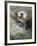 A Sea Otter Looks out from Behind a Rock-null-Framed Photographic Print