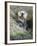 A Sea Otter Looks out from Behind a Rock-null-Framed Photographic Print