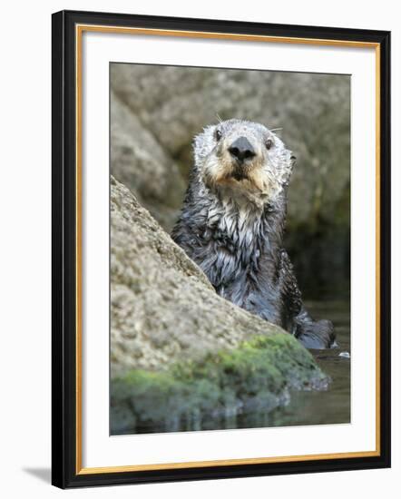 A Sea Otter Looks out from Behind a Rock-null-Framed Photographic Print