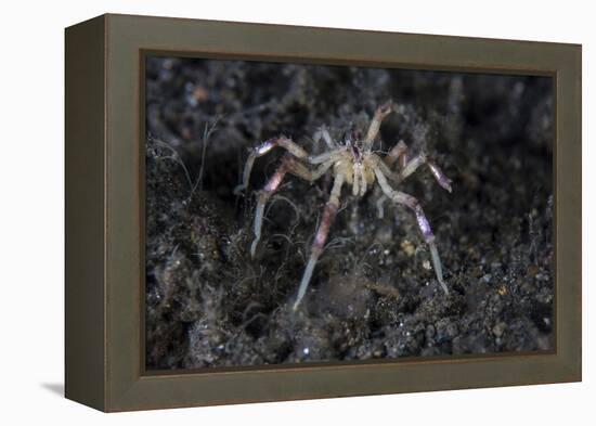 A Sea Spider Crawls Along the Mucky Seafloor-Stocktrek Images-Framed Premier Image Canvas