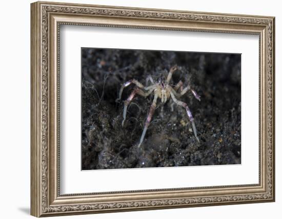 A Sea Spider Crawls Along the Mucky Seafloor-Stocktrek Images-Framed Photographic Print