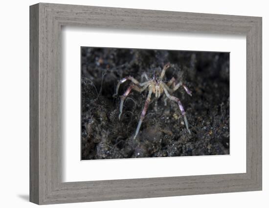 A Sea Spider Crawls Along the Mucky Seafloor-Stocktrek Images-Framed Photographic Print