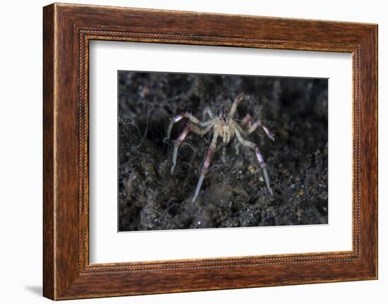 A Sea Spider Crawls Along the Mucky Seafloor-Stocktrek Images-Framed Photographic Print