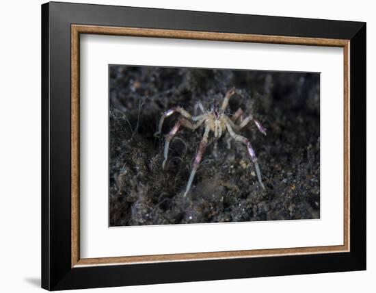 A Sea Spider Crawls Along the Mucky Seafloor-Stocktrek Images-Framed Photographic Print