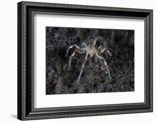 A Sea Spider Crawls Along the Mucky Seafloor-Stocktrek Images-Framed Photographic Print