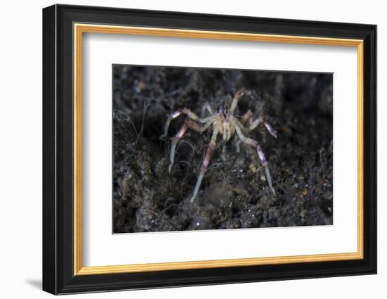 A Sea Spider Crawls Along the Mucky Seafloor-Stocktrek Images-Framed Photographic Print