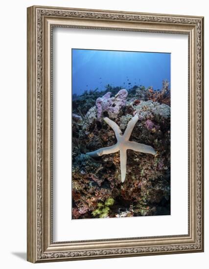 A Sea Star Clings to a Diverse Reef Near the Island of Bangka, Indonesia-Stocktrek Images-Framed Photographic Print