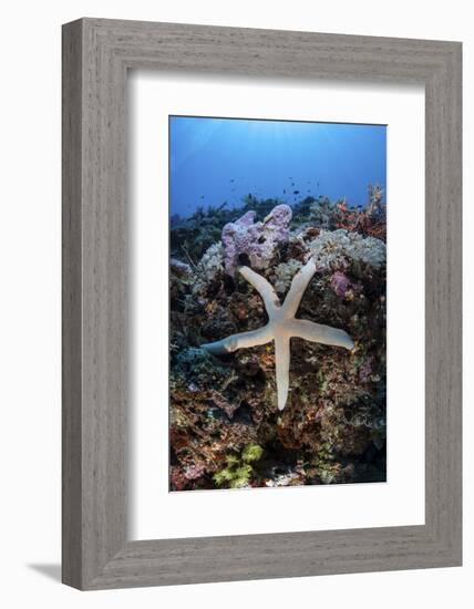 A Sea Star Clings to a Diverse Reef Near the Island of Bangka, Indonesia-Stocktrek Images-Framed Photographic Print