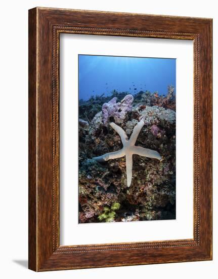 A Sea Star Clings to a Diverse Reef Near the Island of Bangka, Indonesia-Stocktrek Images-Framed Photographic Print