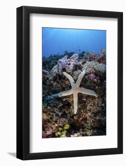 A Sea Star Clings to a Diverse Reef Near the Island of Bangka, Indonesia-Stocktrek Images-Framed Photographic Print