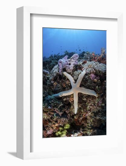 A Sea Star Clings to a Diverse Reef Near the Island of Bangka, Indonesia-Stocktrek Images-Framed Photographic Print