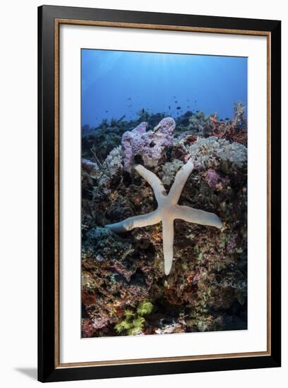 A Sea Star Clings to a Diverse Reef Near the Island of Bangka, Indonesia-Stocktrek Images-Framed Photographic Print