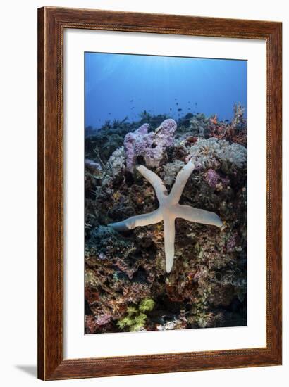 A Sea Star Clings to a Diverse Reef Near the Island of Bangka, Indonesia-Stocktrek Images-Framed Photographic Print