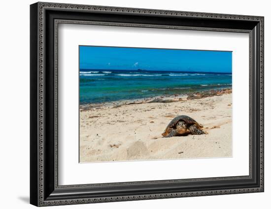 A sea turtle making its way up a beach to dig a nest and lay eggs. Grand Anse Beach, Seychelles.-Sergio Pitamitz-Framed Photographic Print