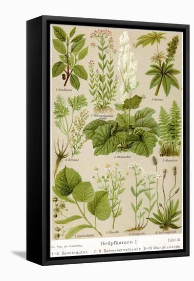 A Selection of 11 Healing Plants and Herbs Including Camomile and Rhubarb-null-Framed Premier Image Canvas