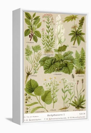 A Selection of 11 Healing Plants and Herbs Including Camomile and Rhubarb-null-Framed Premier Image Canvas