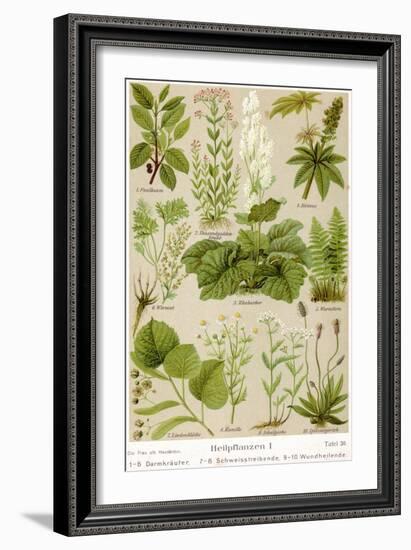 A Selection of 11 Healing Plants and Herbs Including Camomile and Rhubarb-null-Framed Photographic Print