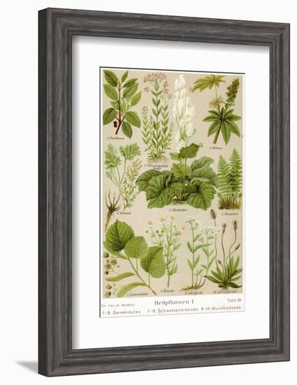 A Selection of 11 Healing Plants and Herbs Including Camomile and Rhubarb-null-Framed Photographic Print