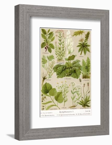 A Selection of 11 Healing Plants and Herbs Including Camomile and Rhubarb-null-Framed Photographic Print